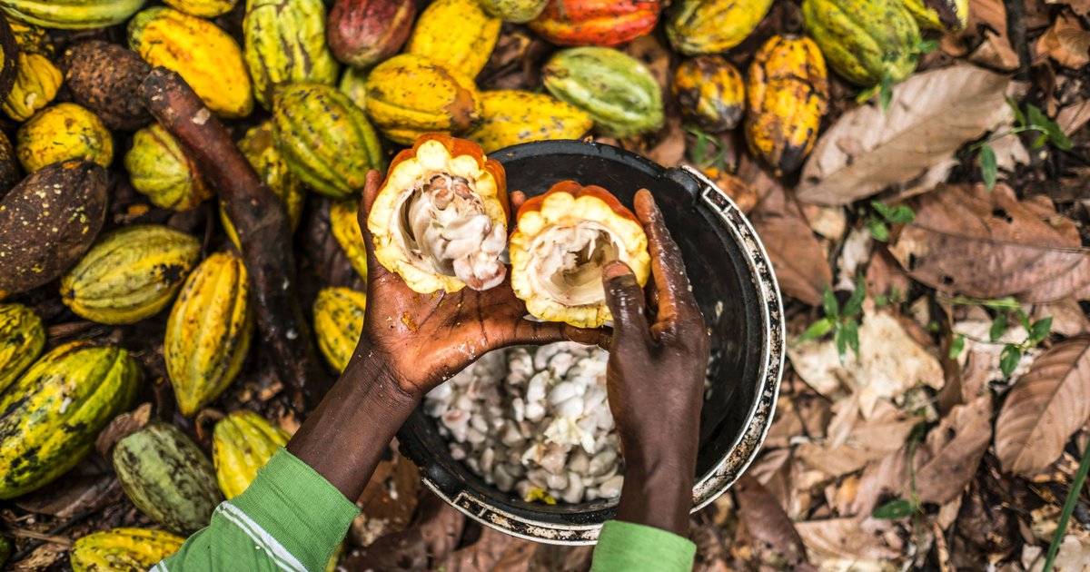 Cocoa trade, climate change and deforestation resourcetrade.earth